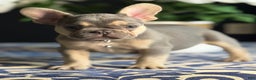 French Bulldog dogs for sale: Growleth  - Ad 1