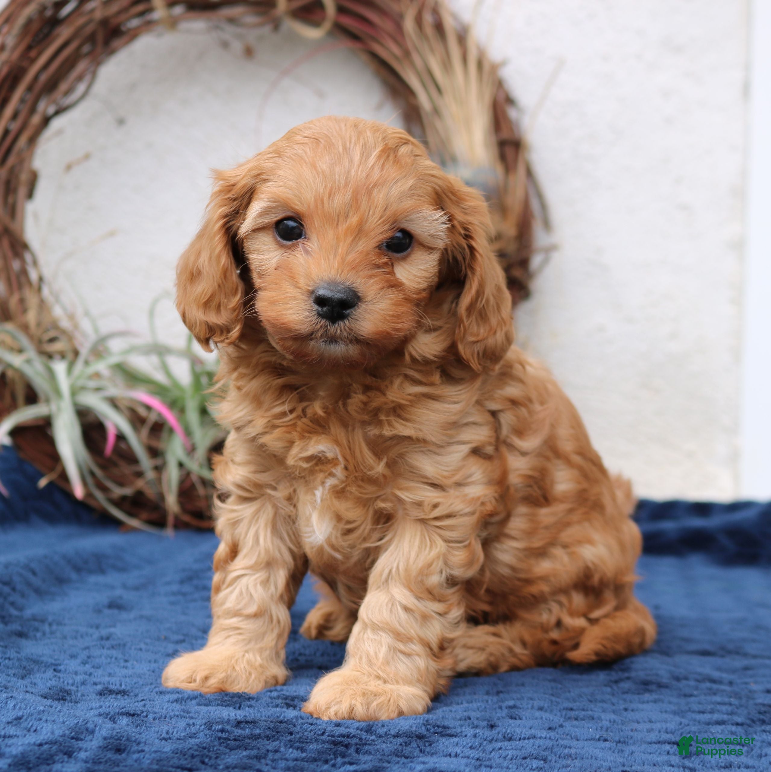 Cavapoo dogs Theodore  - Ad 2