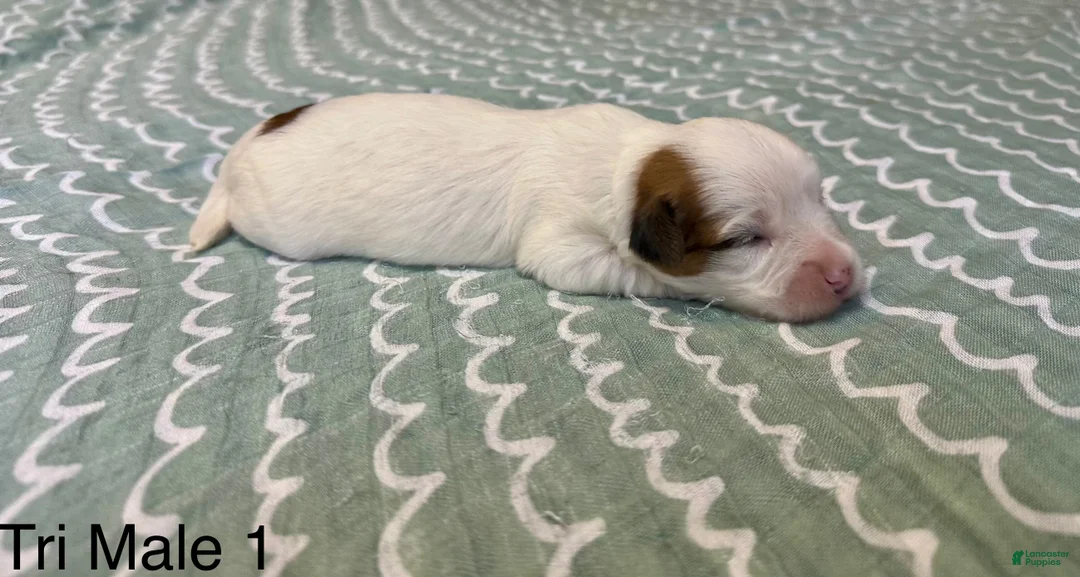 Coton De Tulear dogs for sale: Coton De Tulear Puppy 6 - Ad 2