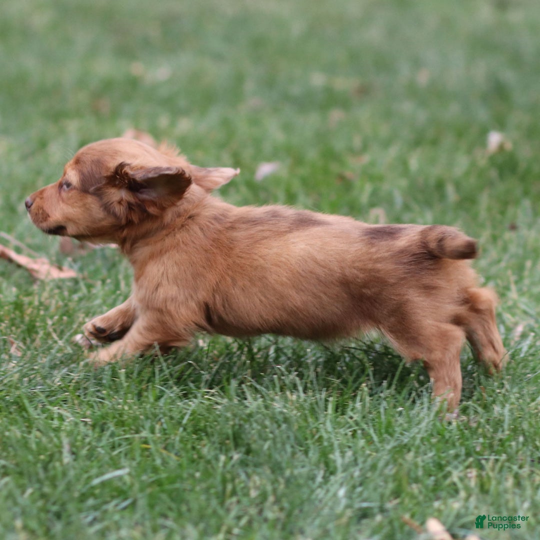 Dachshund dogs for sale: Hannah - Ad 4