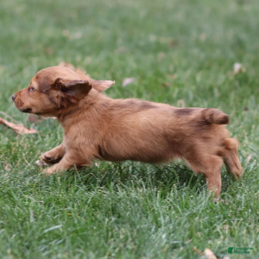 Dachshund dogs for sale: Hannah - Ad 10