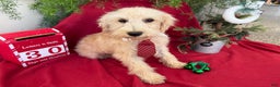 Schnoodle dogs for sale: Isaiah - Ad 1