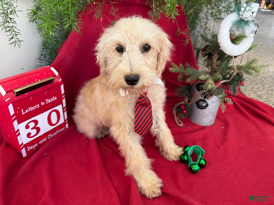 Schnoodle dogs for sale: Isaiah - Ad 1