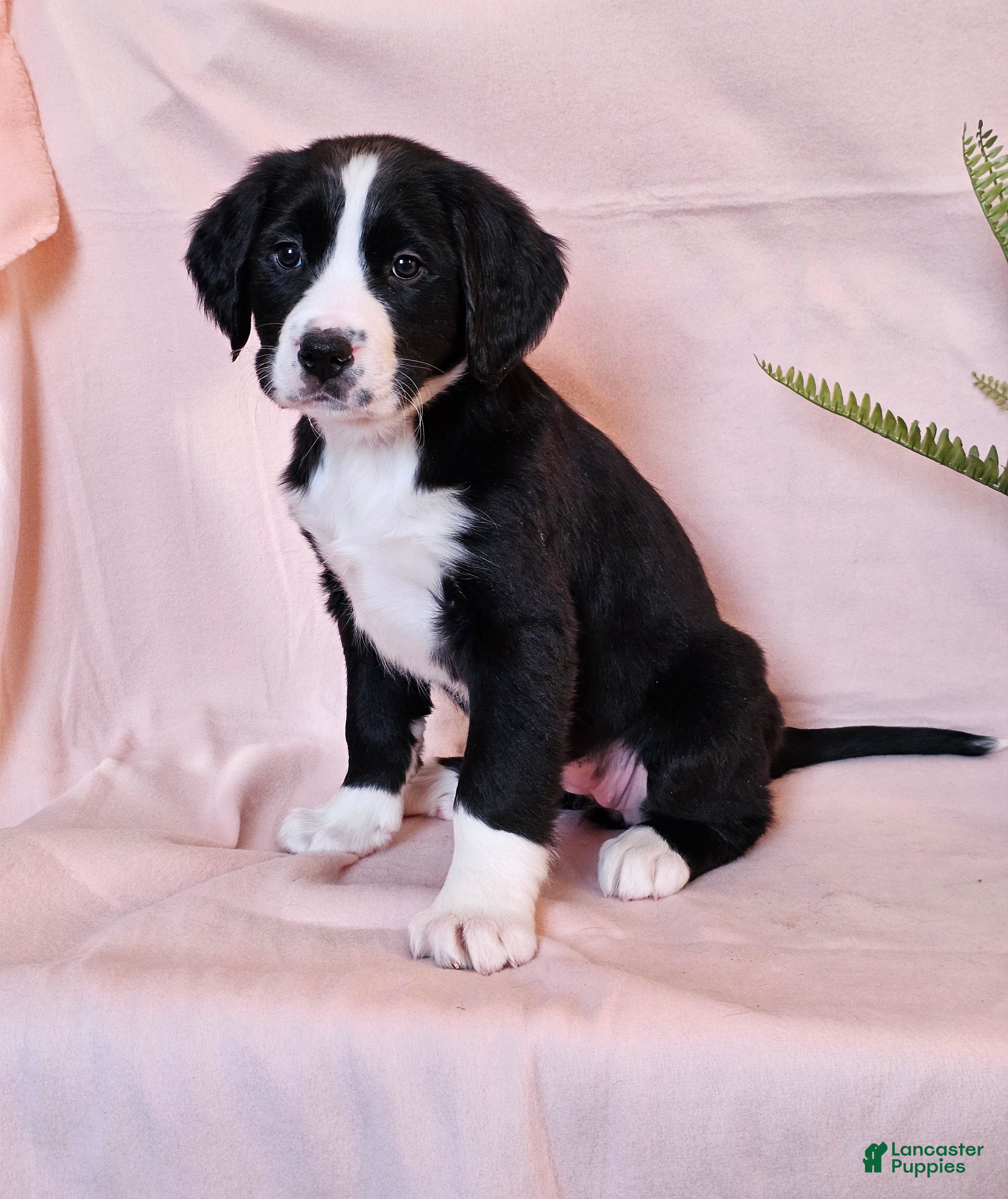 Mixed Breed dogs Hazel - Ad 4