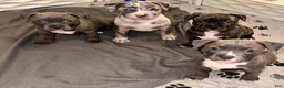 American Bully dogs for sale: Star, blue female w/ white snip - Ad 12