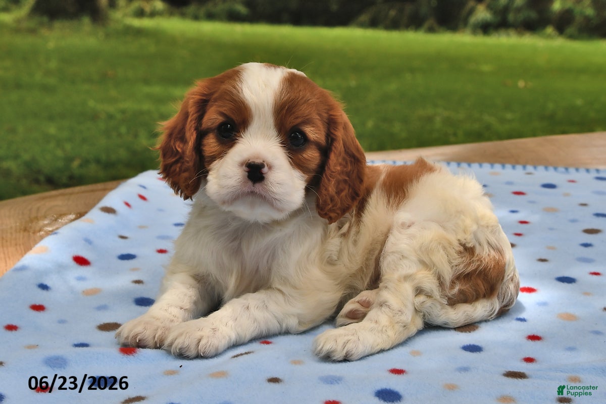 Cavalier King Charles Spaniel dogs Holly - Ad 2