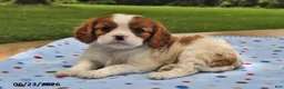 Cavalier King Charles Spaniel dogs for sale: Holly - Ad 2
