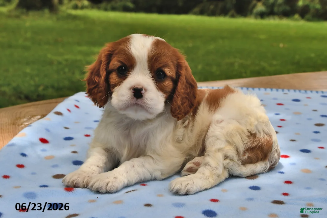 Cavalier King Charles Spaniel dogs for sale: Holly - Ad 2