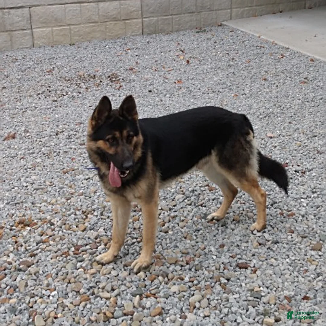 German Shepherd dogs for sale: Chip - Ad 6