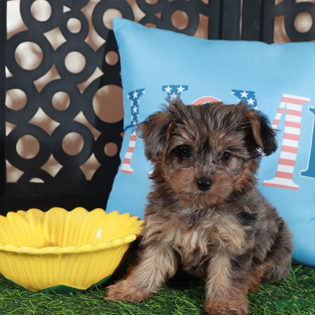 Yorkiepoo dogs for sale: Sapphire Stunning Merle Yorkie-poo - Ad 4