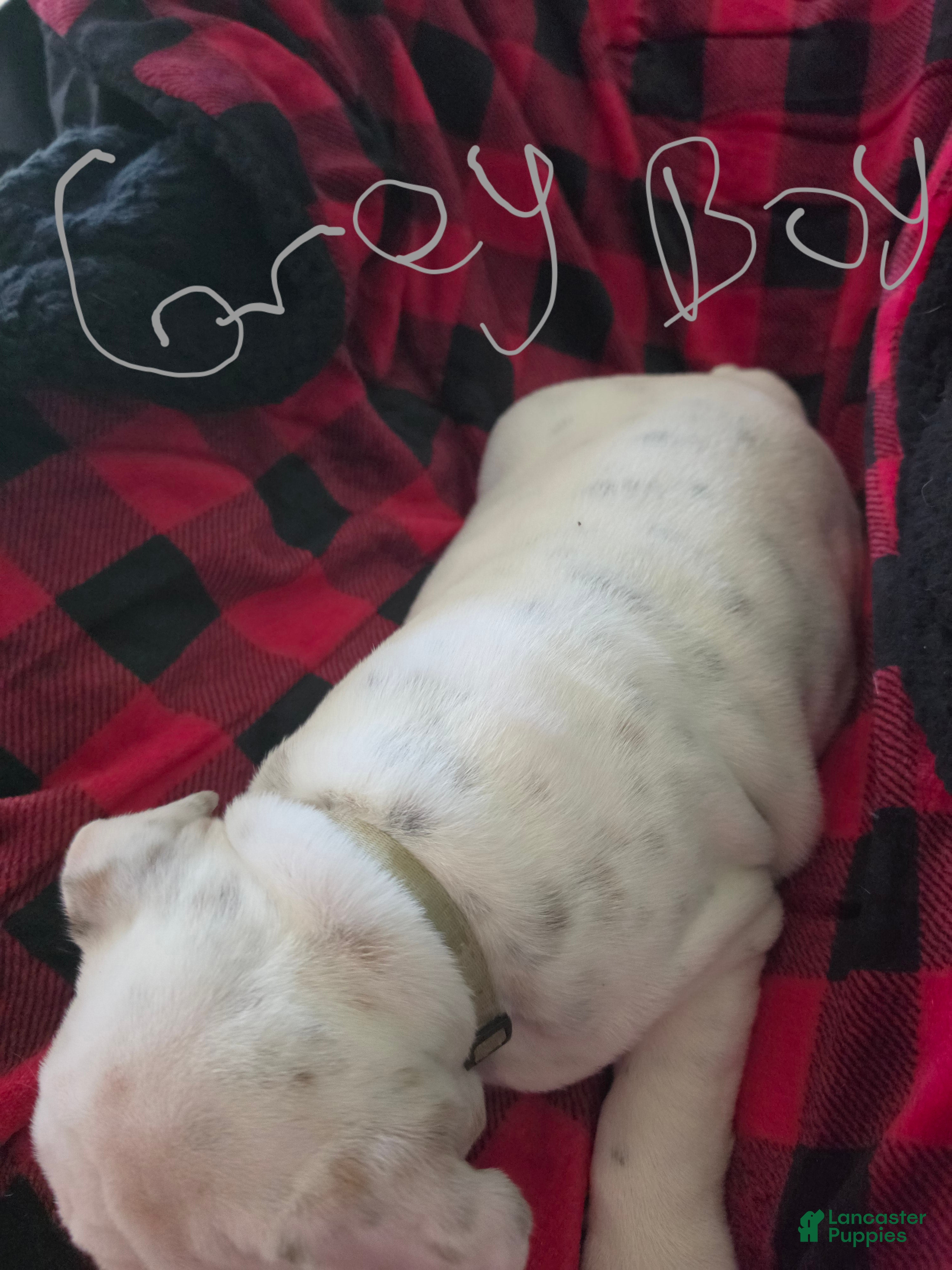 English Bulldog dogs English Bulldog 2 - Ad 14