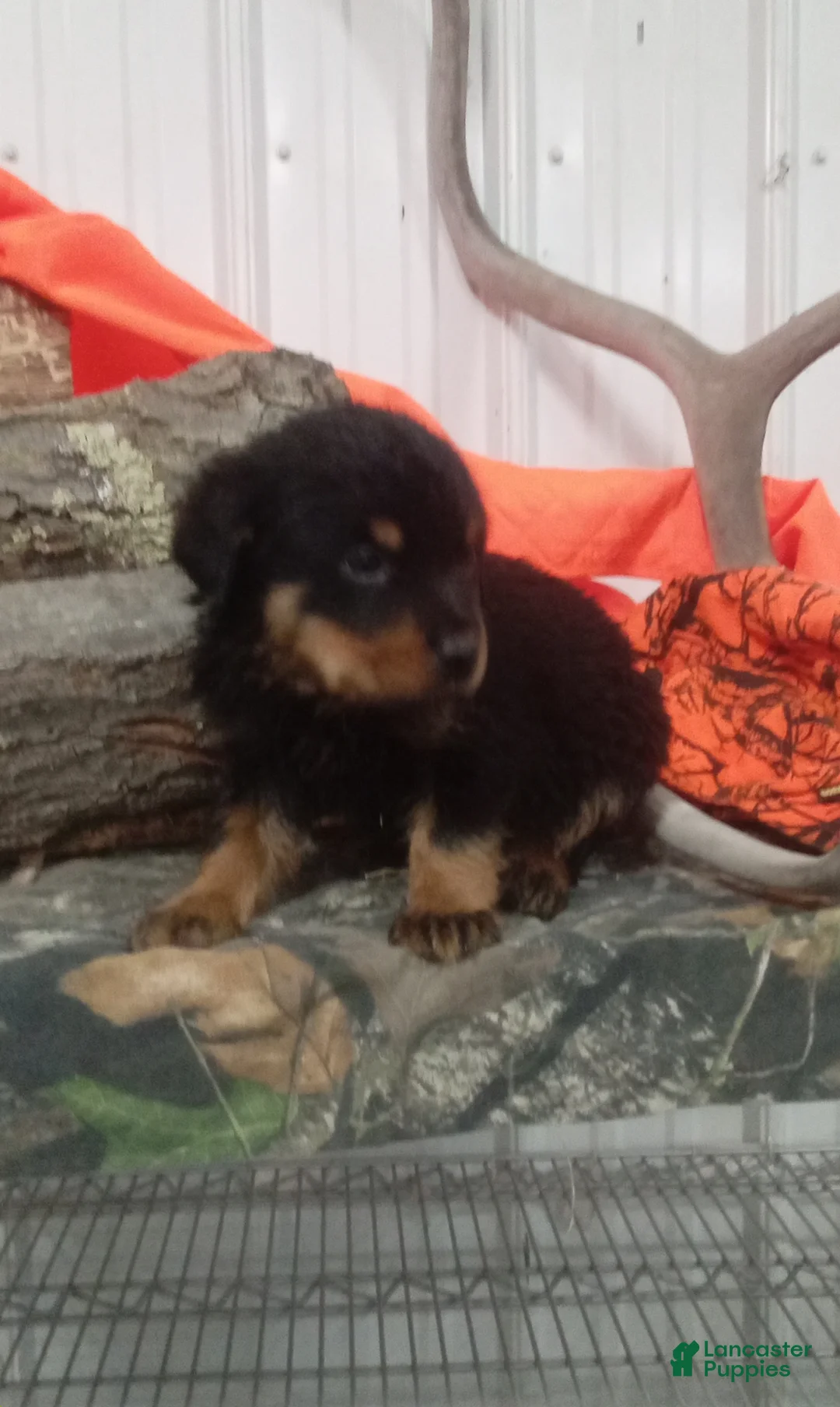 Rottweiler dogs for sale: Captain  - Ad 3