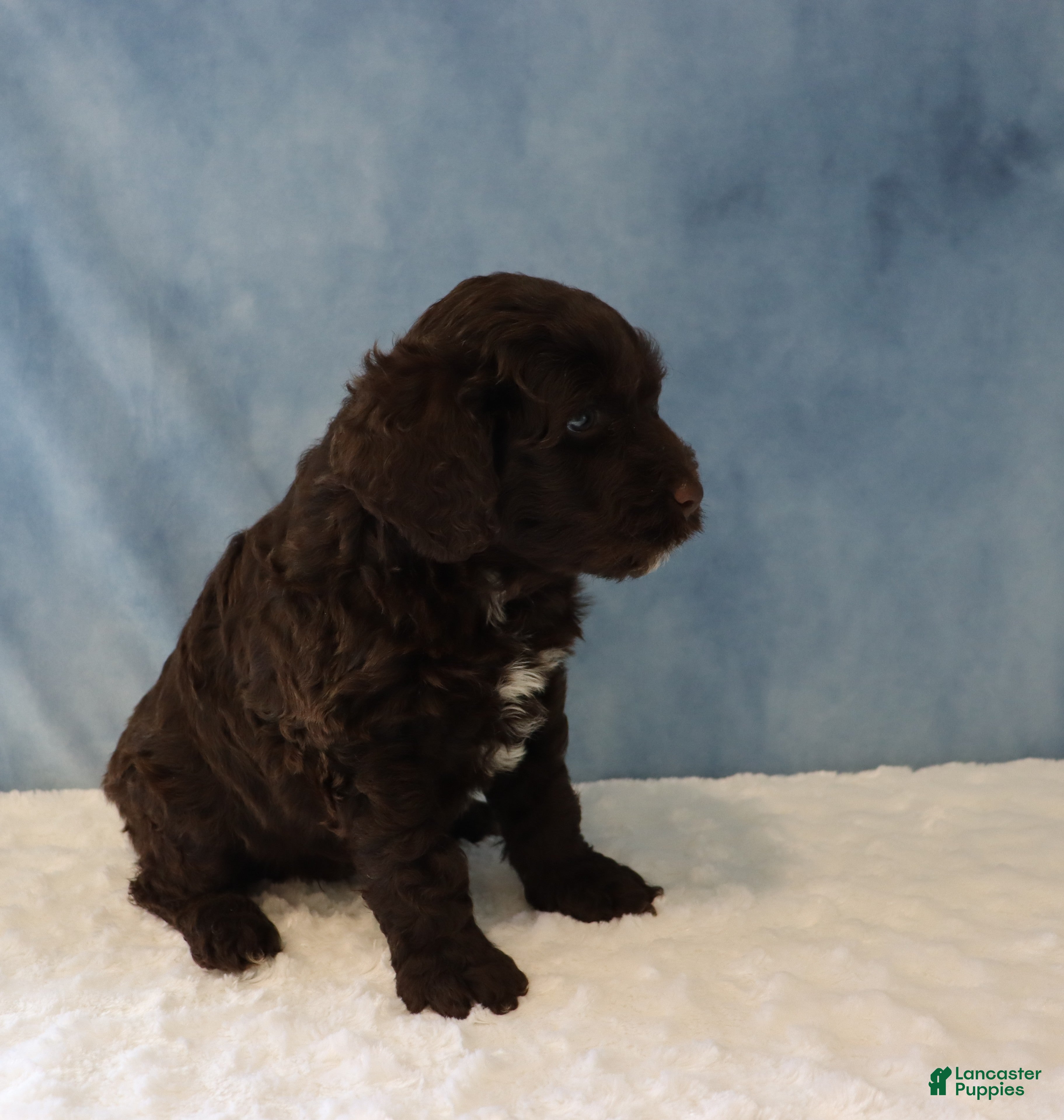 Portuguese Water Dog dogs Seth - Ad 2