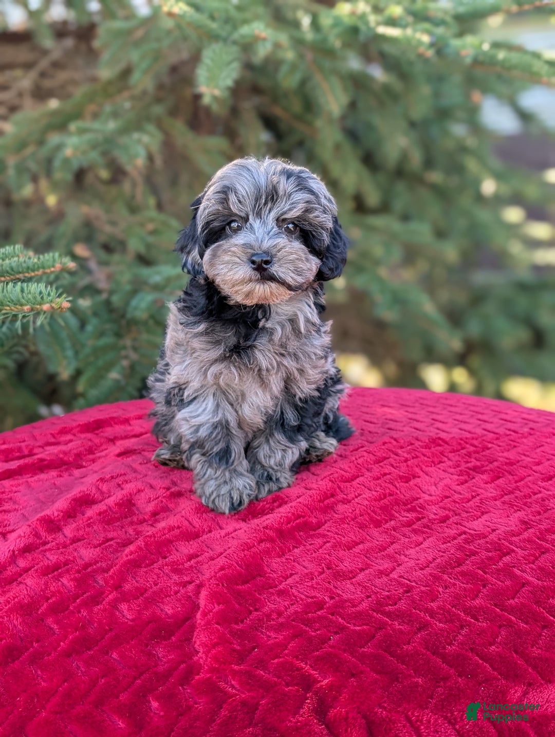 Shihpoo dogs for sale: Whiskey  - Ad 4