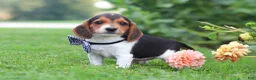 Beagle dogs for sale: Enzo - Ad 3