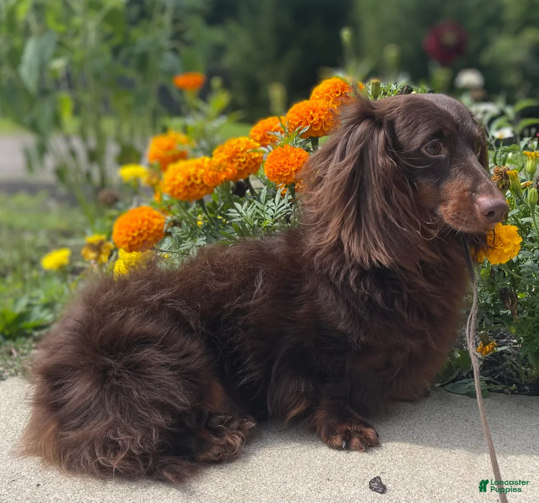 Miniature Dachshund dogs for sale: Akc Reed DNA OFA LH - Ad 4