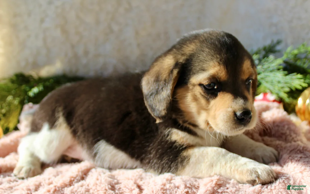 Mixed Breed dogs for sale: Taffy - Ad 5