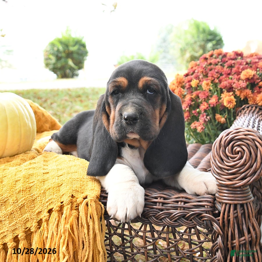 Basset Hound dogs for sale: Pepsi - Ad 1