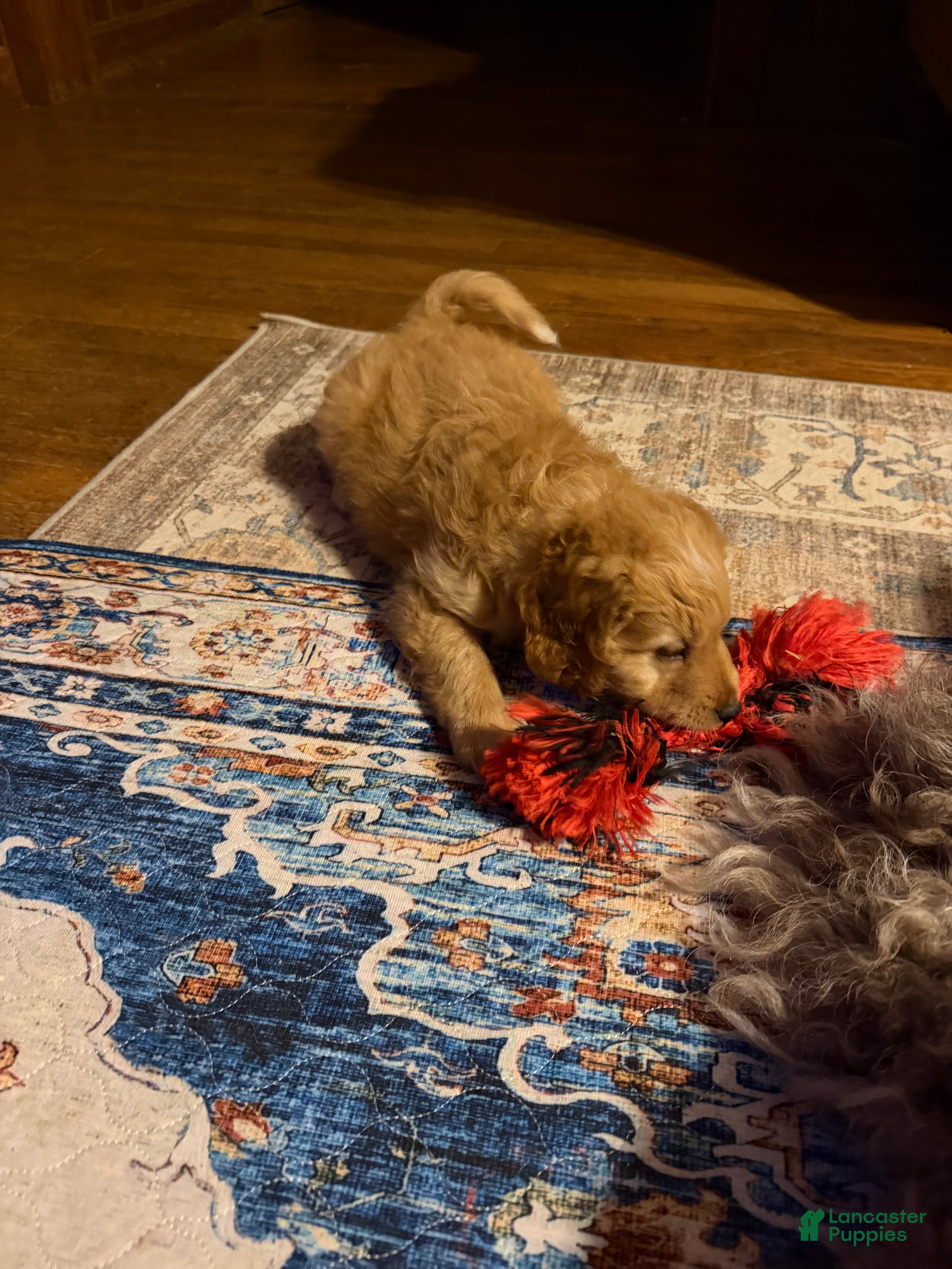 Aussiedoodle dogs Coach - Ad 2
