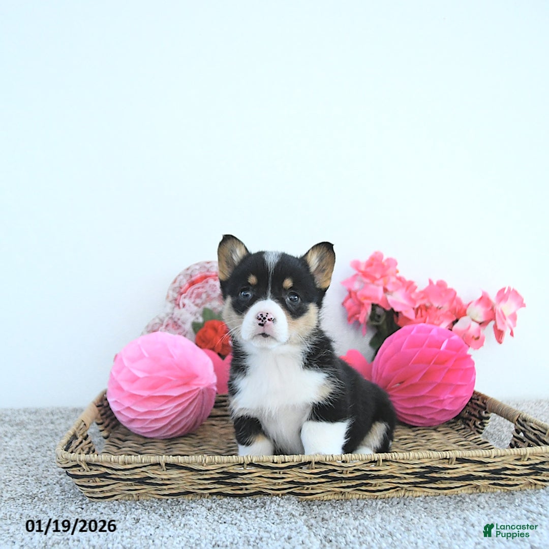 Welsh Corgi Pembroke dogs for sale: Princess - Ad 5