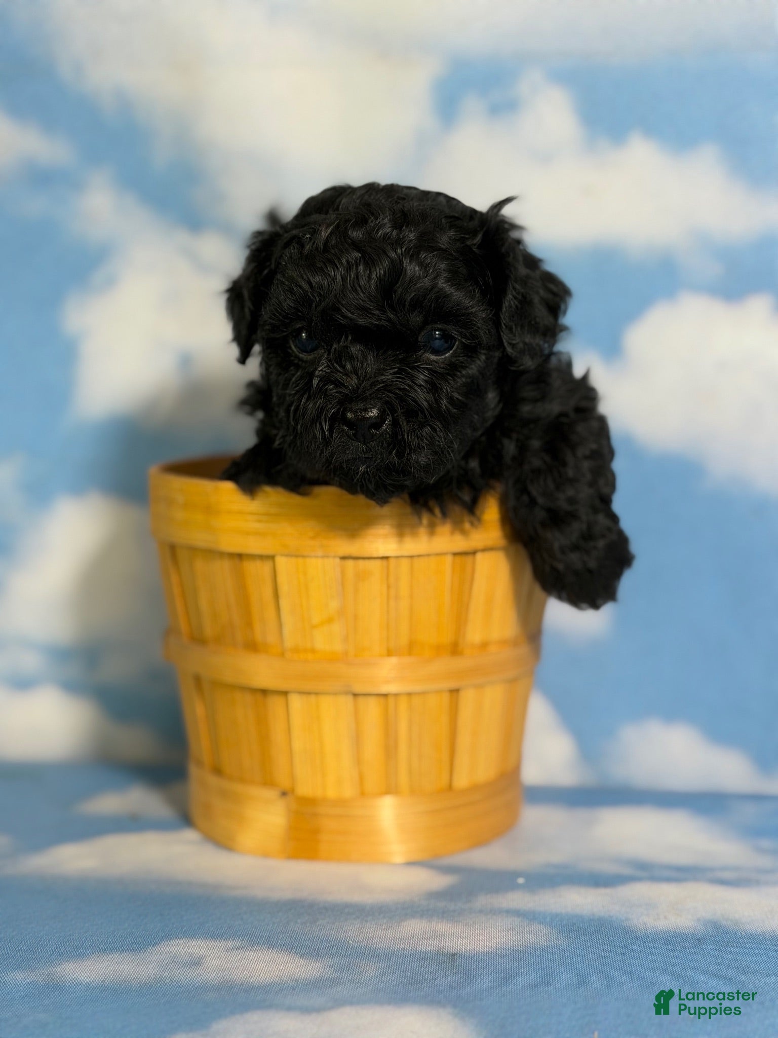 Pekapoo dogs Jasmine - Ad 1