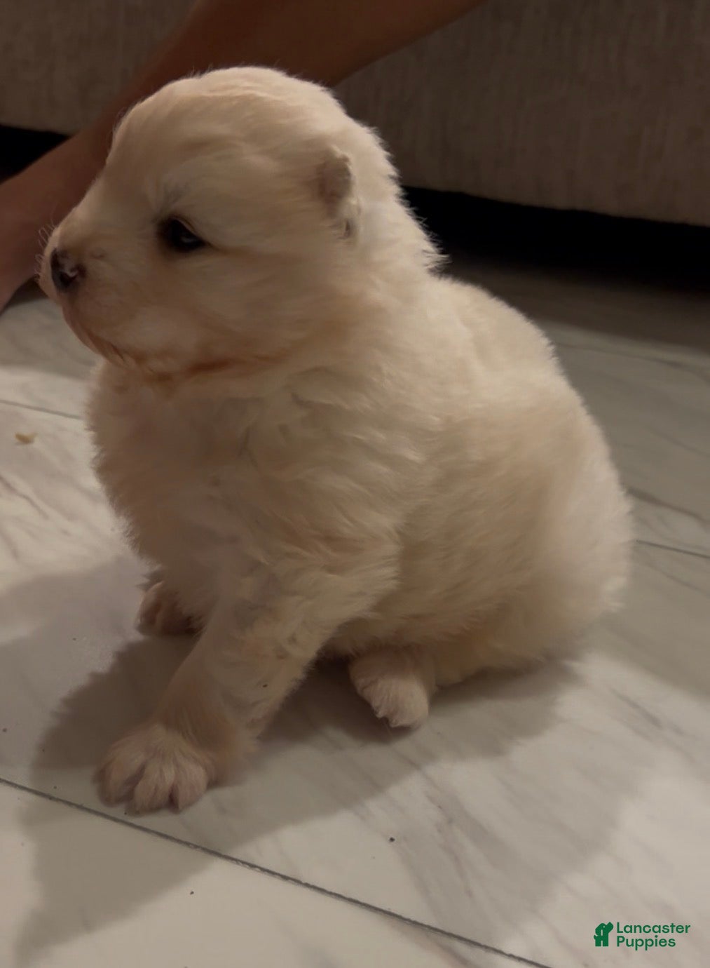 Samoyed dogs Samoyed Puppy 1 - Ad 2