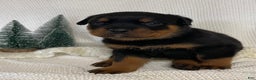 Rottweiler dogs for sale: Mr Orange  - Ad 1