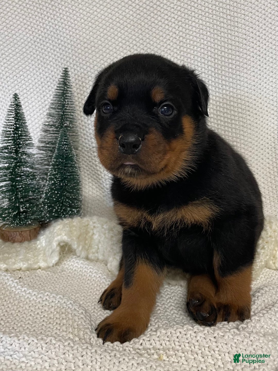 Rottweiler dogs for sale: Mr Orange  - Ad 1