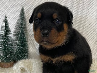 Rottweiler dogs Mr Orange - Ad 39