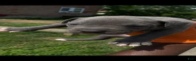 American Bully 3