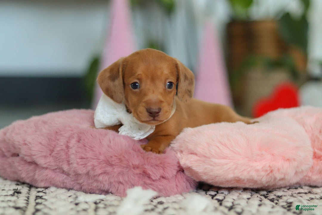 Dachshund dogs for sale: Wyatt - Ad 6