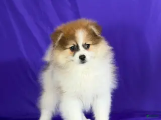 Pomeranian dogs Nelly - Ad 26