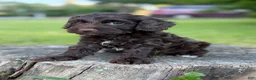 Cockapoo dogs for sale: Nox - Ad 3