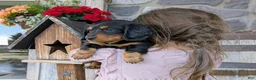 Miniature Dachshund dogs for sale: Miniature Dachshund Puppy 4 - Ad 3