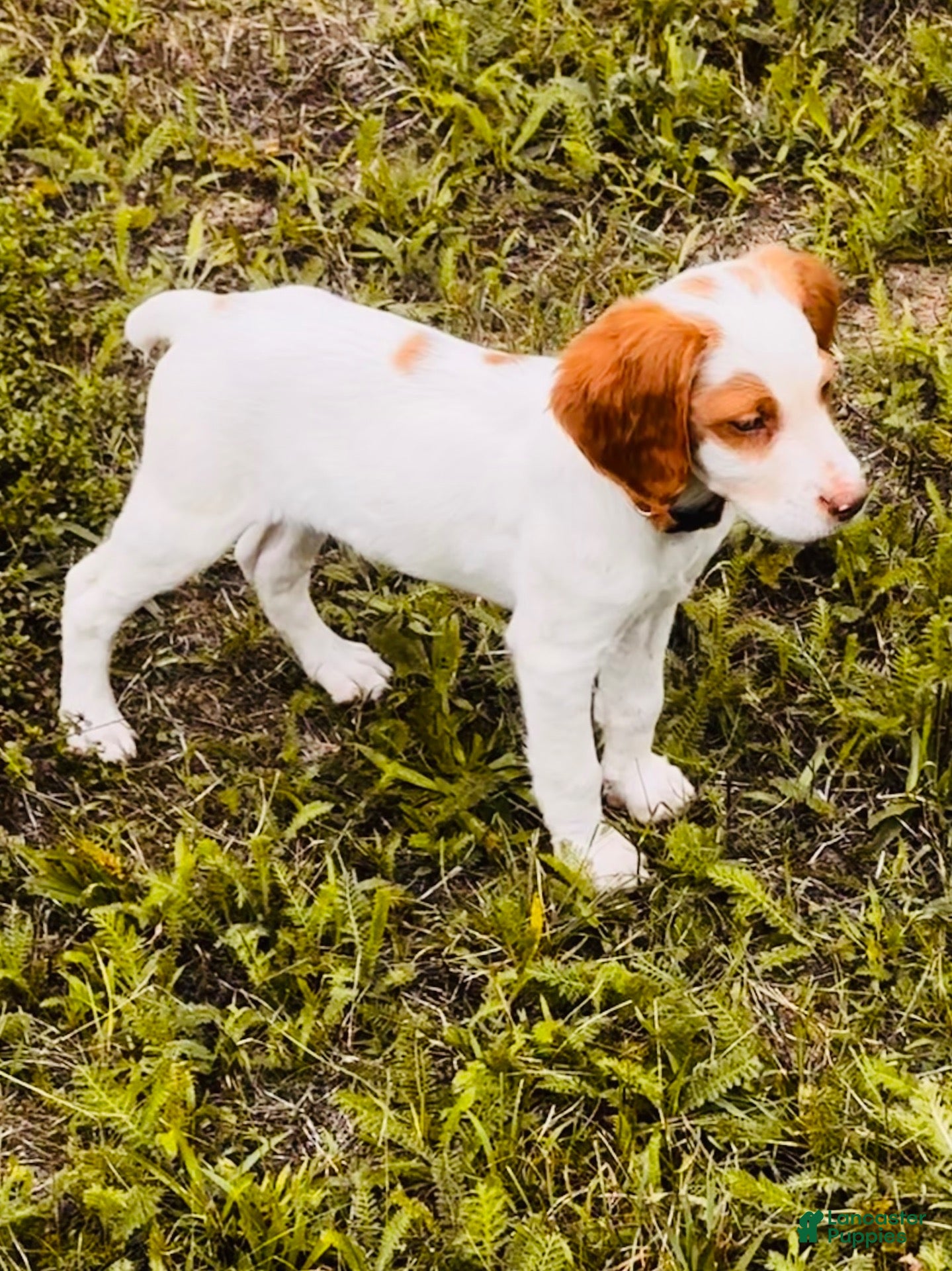Brittany Spaniel dogs Brittany Spaniel 5 - Ad 7