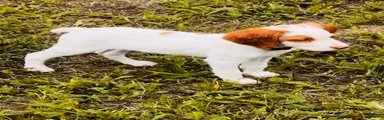 Brittany Spaniel 5