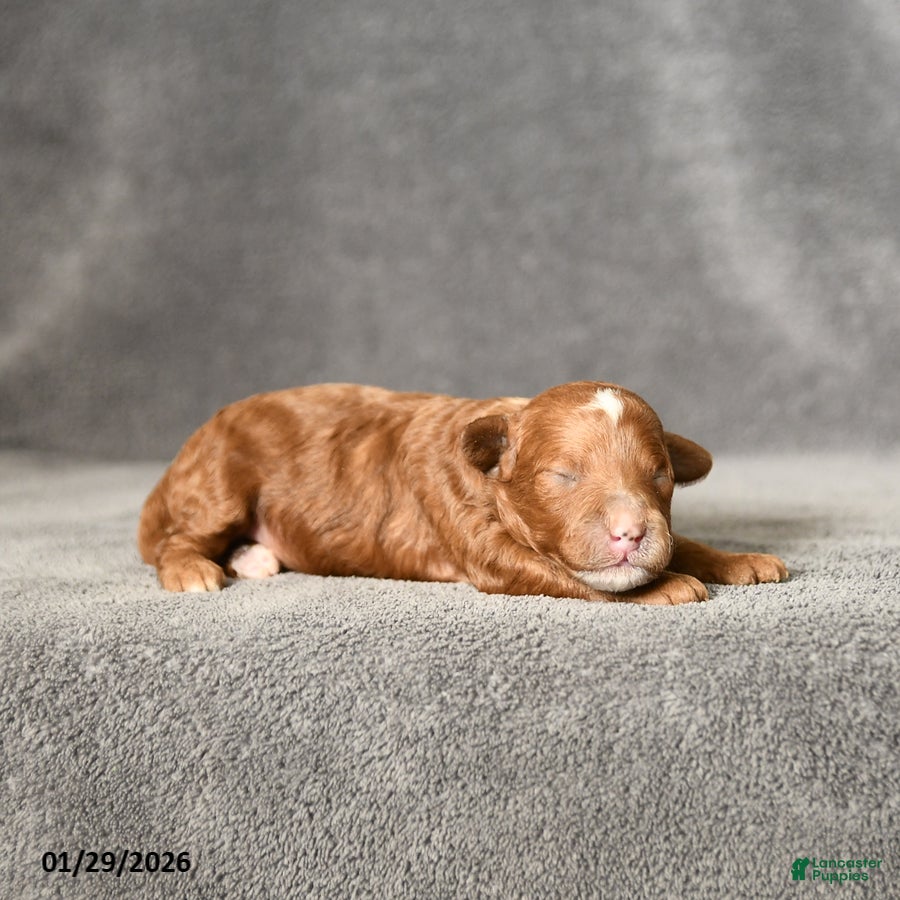 Toy Poodle dogs Jasmine - Ad 2