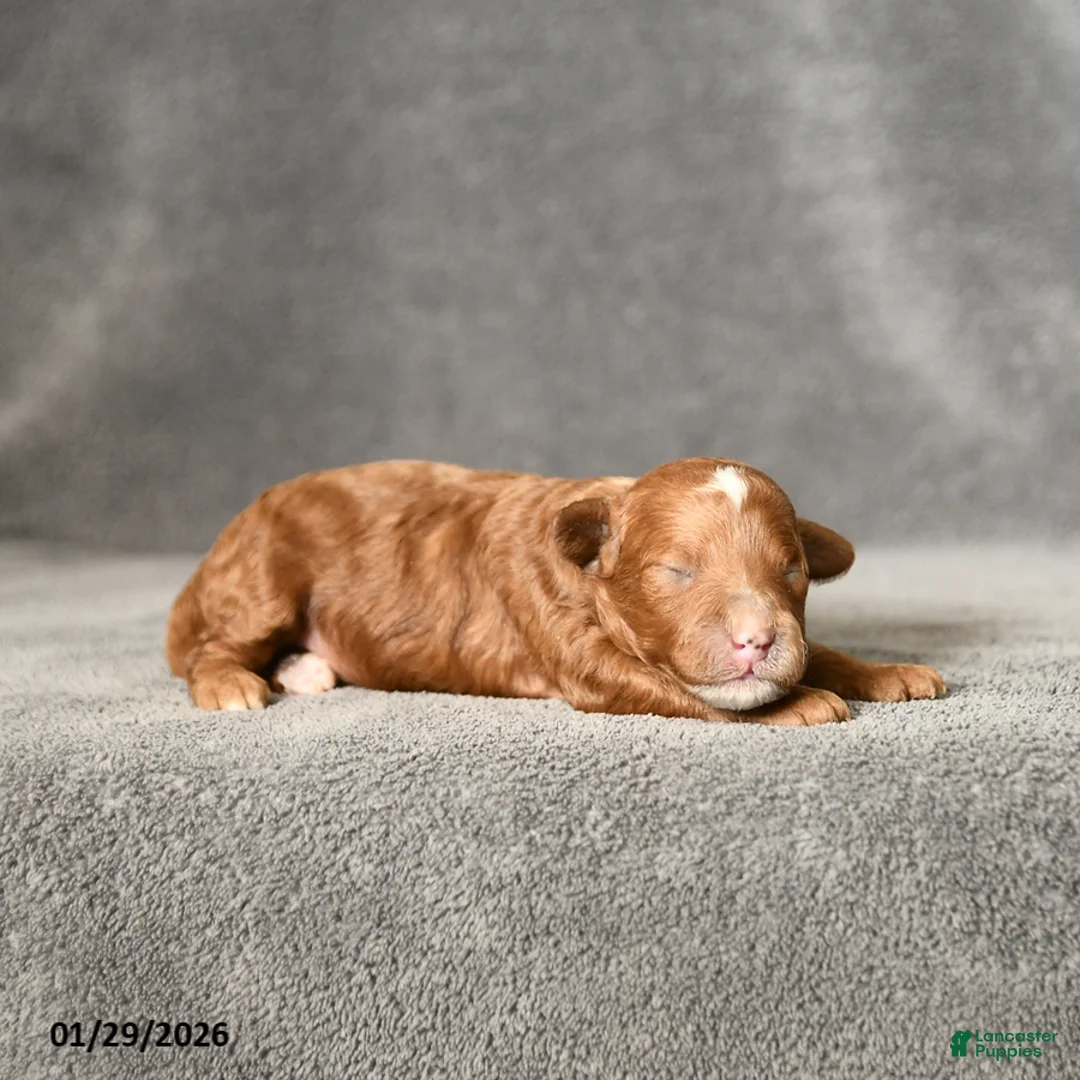 Toy Poodle dogs for sale: Jasmine - Ad 1