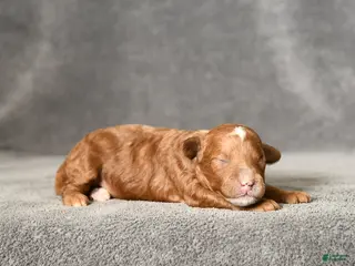 Toy Poodle dogs Jasmine - Ad 2