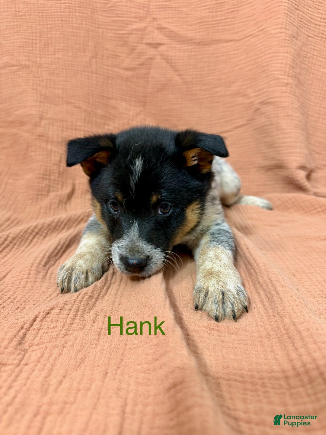 Mixed Breed dogs for sale: Hank - Ad 2