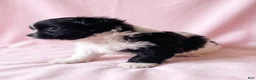 Mixed Breed dogs for sale: Michelle - Ad 2