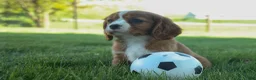 Cavalier King Charles Spaniel dogs for sale: Frankie 🐶 - Ad 12