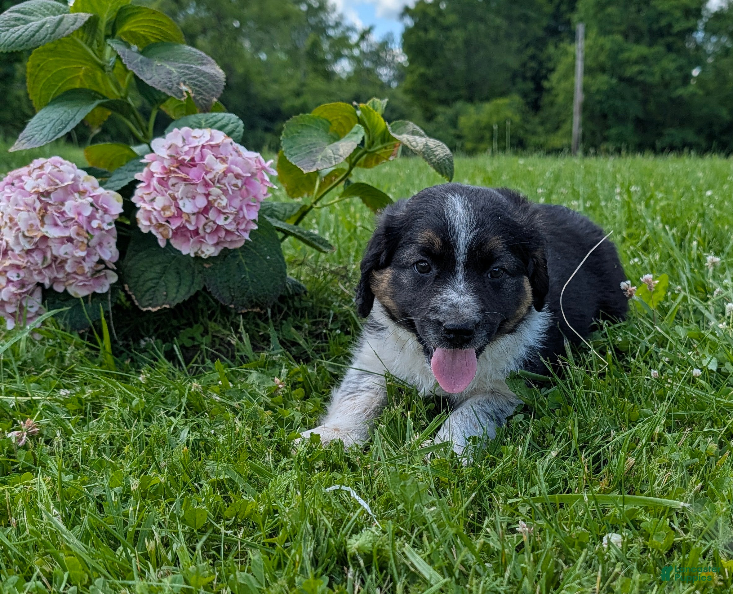 Mixed Breed dogs Daisy - Ad 1