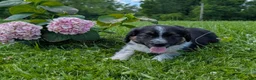 Mixed Breed dogs for sale: Daisy - Ad 1