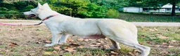 German Shepherd dogs for sale: Sylvia  - Ad 9