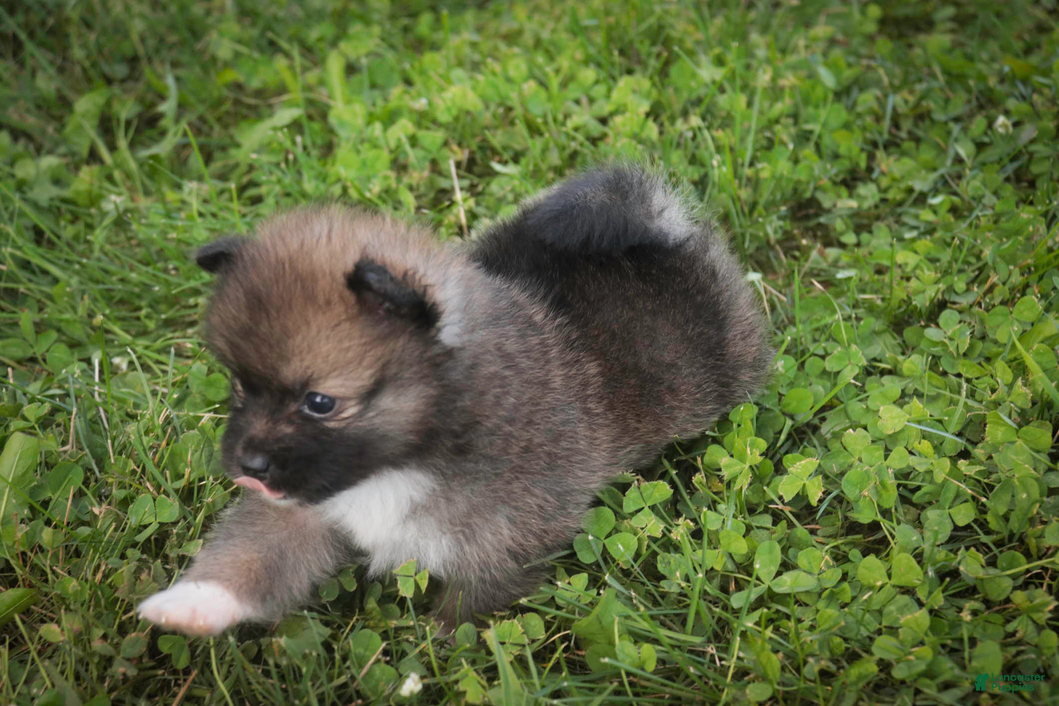 Pomeranian dogs Daphne Pomeranian  - Ad 2