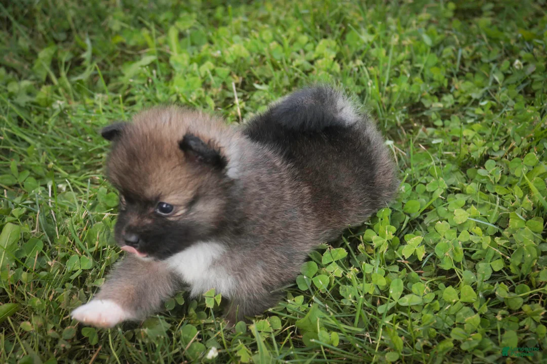 Pomeranian dogs for sale: Daphne Pomeranian  - Ad 2