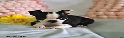 Boston Terrier dogs for sale: Daisy - Ad 2