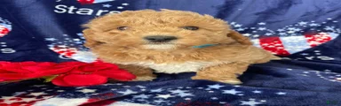 Sparky