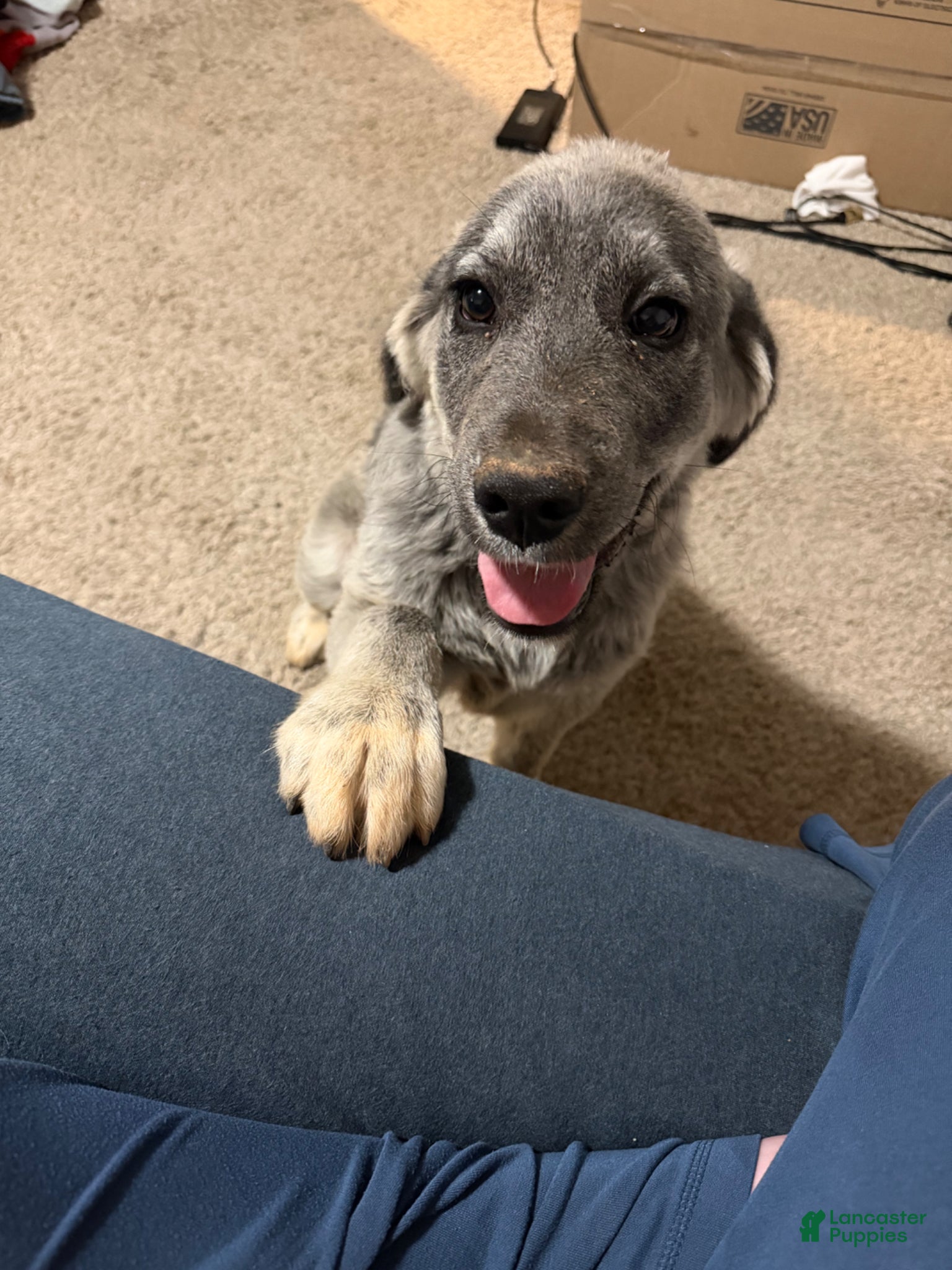 Mixed Breed dogs Mixed Breed Puppy 1 - Ad 28